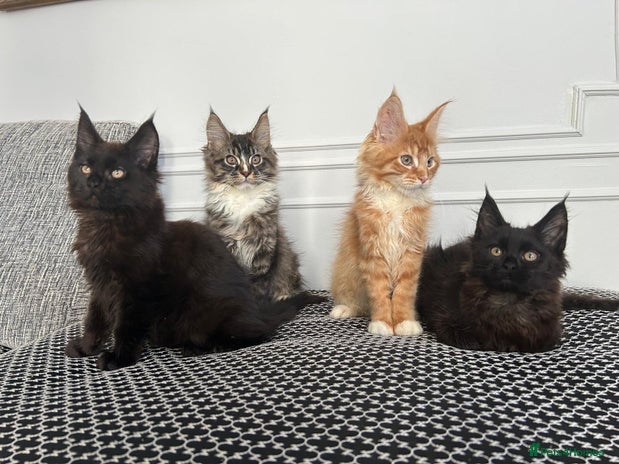 Maine Coon cats - Advert 1