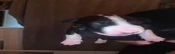 Bull Terrier dogs for sale: Bull terrier  in Bristol - Advert 4