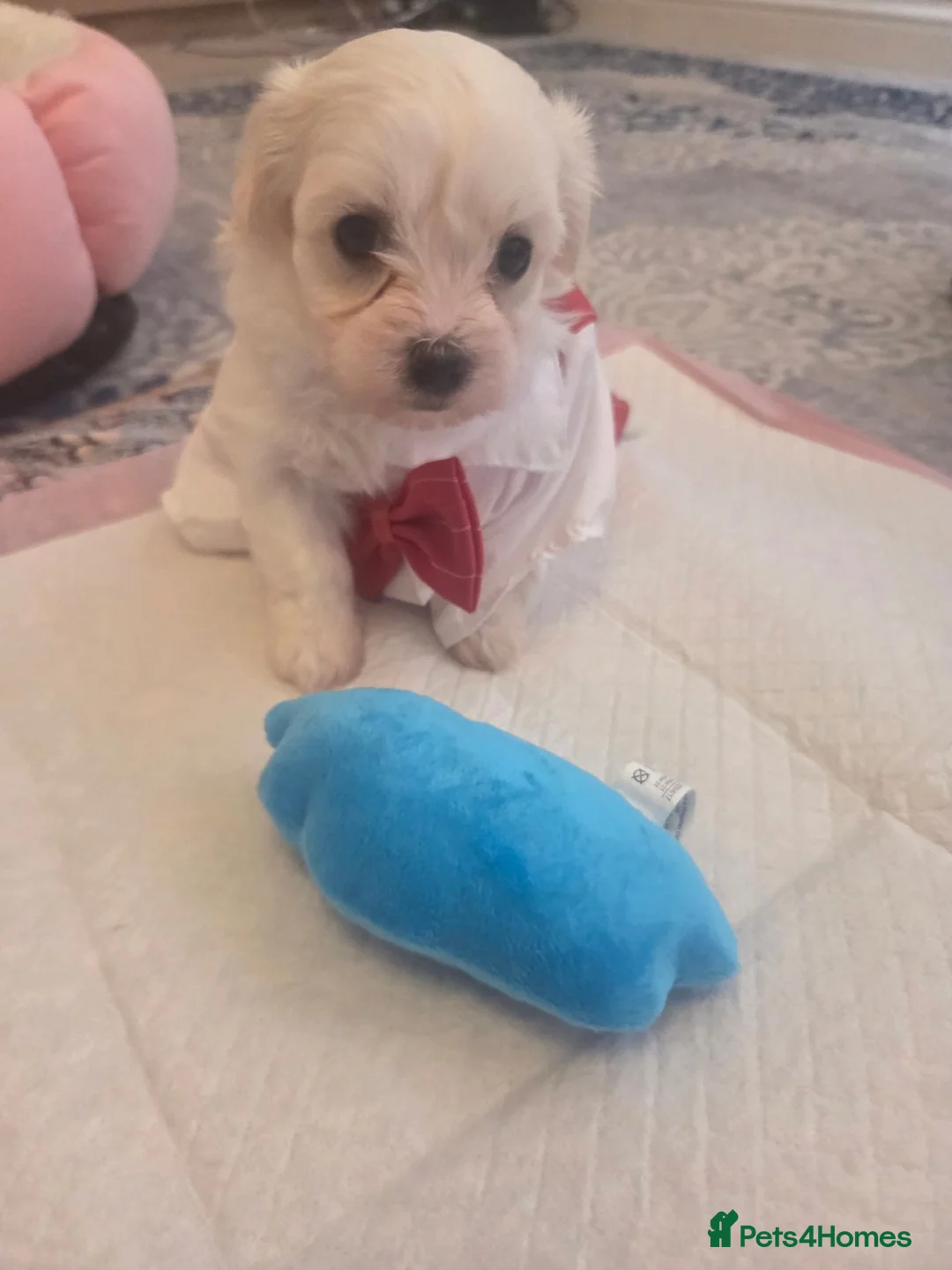 Bichon Frise dogs for sale: Cute puppies 🩷🩷💙💙 - Advert 2