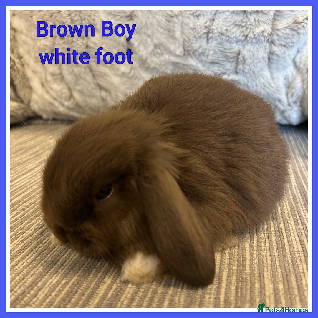 Mini Lop rabbits for sale: Pure Mini Lop Baby Rabbits  - Advert 6