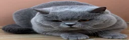 British Shorthair cats for stud: Stunning Import BSH Boy,GCCF&TICA active-for stud! - Advert 3