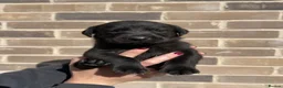 Labrador Retriever dogs for sale: Working black Labrador puppies  in Diss - Advert 2