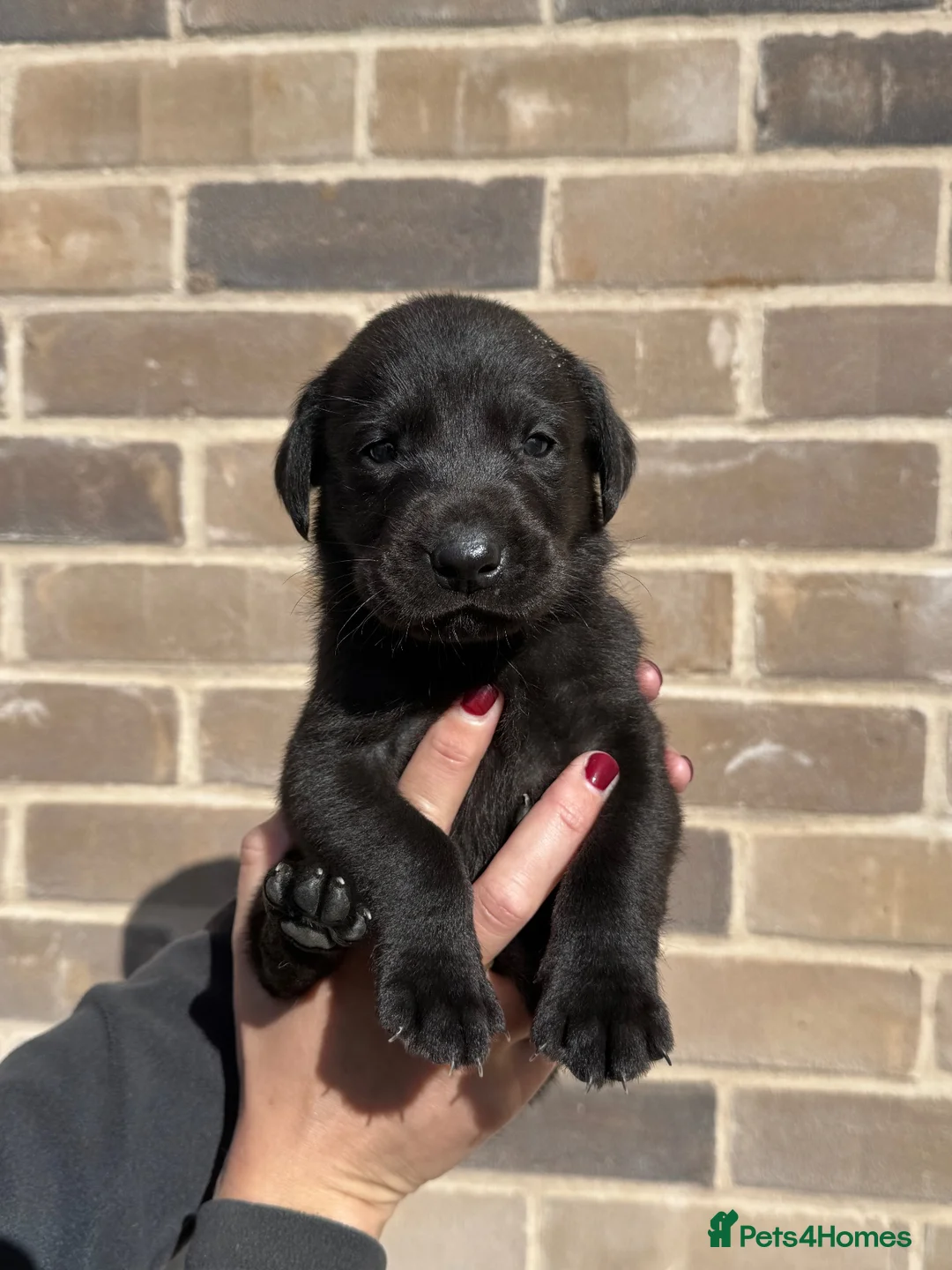 Labrador Retriever dogs for sale: Working black Labrador puppies  in Diss - Advert 2