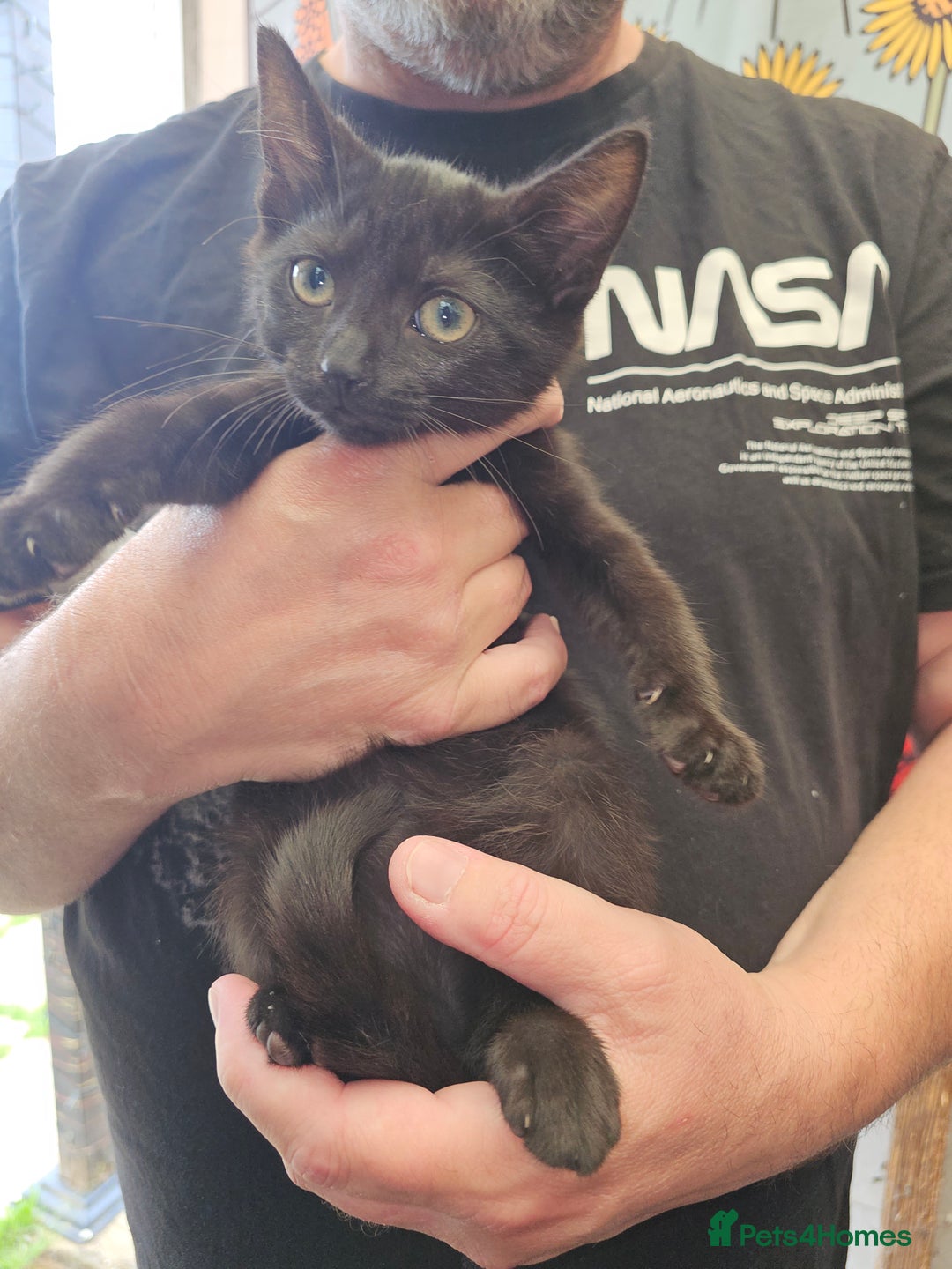 Mixed Breed cats for sale: KITTENS READY TO LEAVE NOW ONLY  1 BLACK GIRL LEFT - Image 1