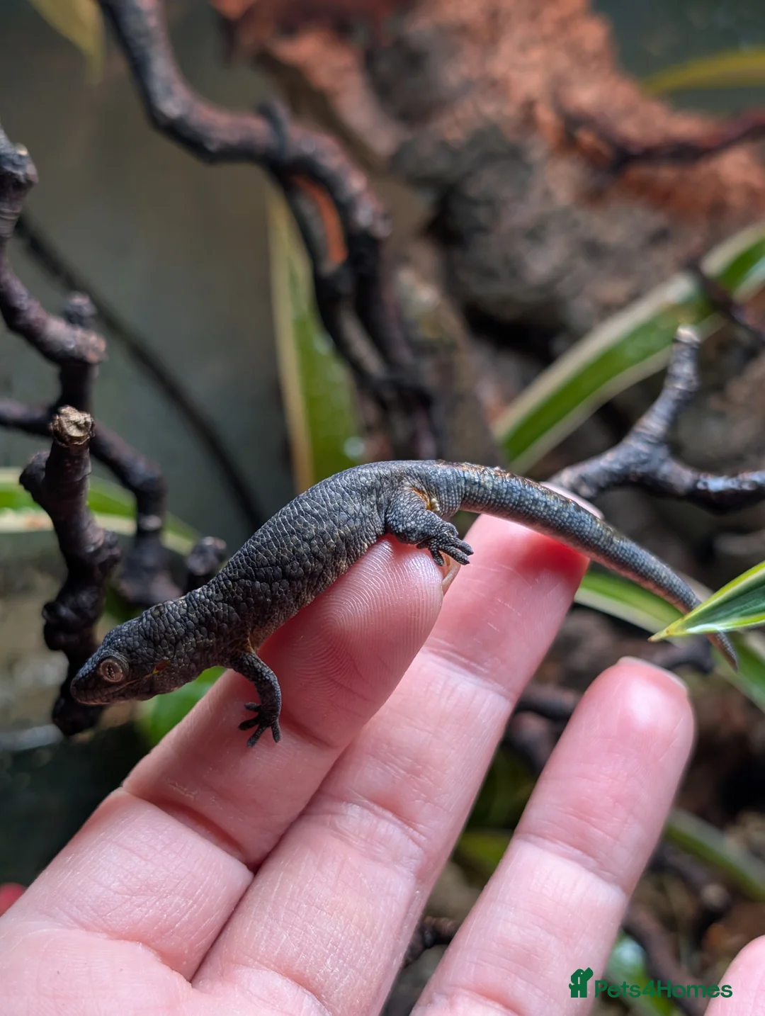 Gecko reptiles for sale: Eurydactylodes Agricolae (Bauers Chameleon Gecko) - Advert 8