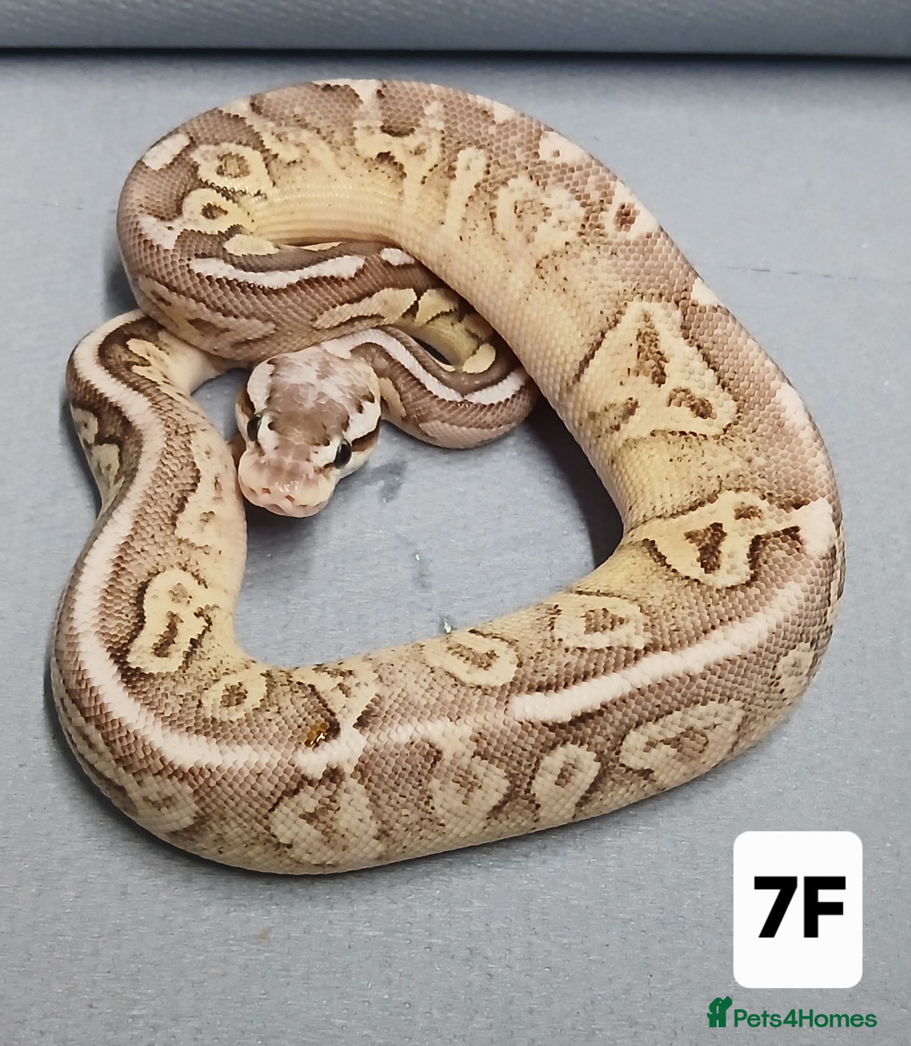 Python Snake reptiles Hatchling Royal Python's Females  - Advert 13