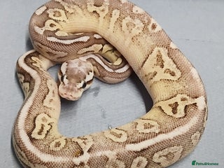 Python Snake reptiles Hatchling Royal Python's Females - Advert 5