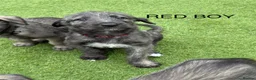 Irish Wolfhound dogs for sale: Health Tested, KC Reg Irish Wolfhounds  - Advert 3