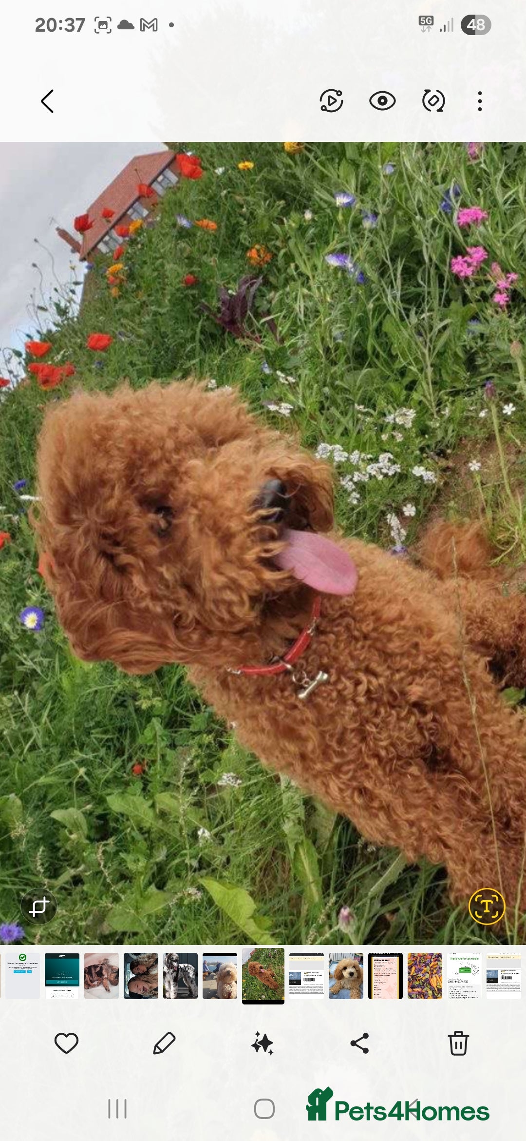 Cockapoo dogs for sale: Stunning litter of Fox red miniature Cockapoo's  - Image 14