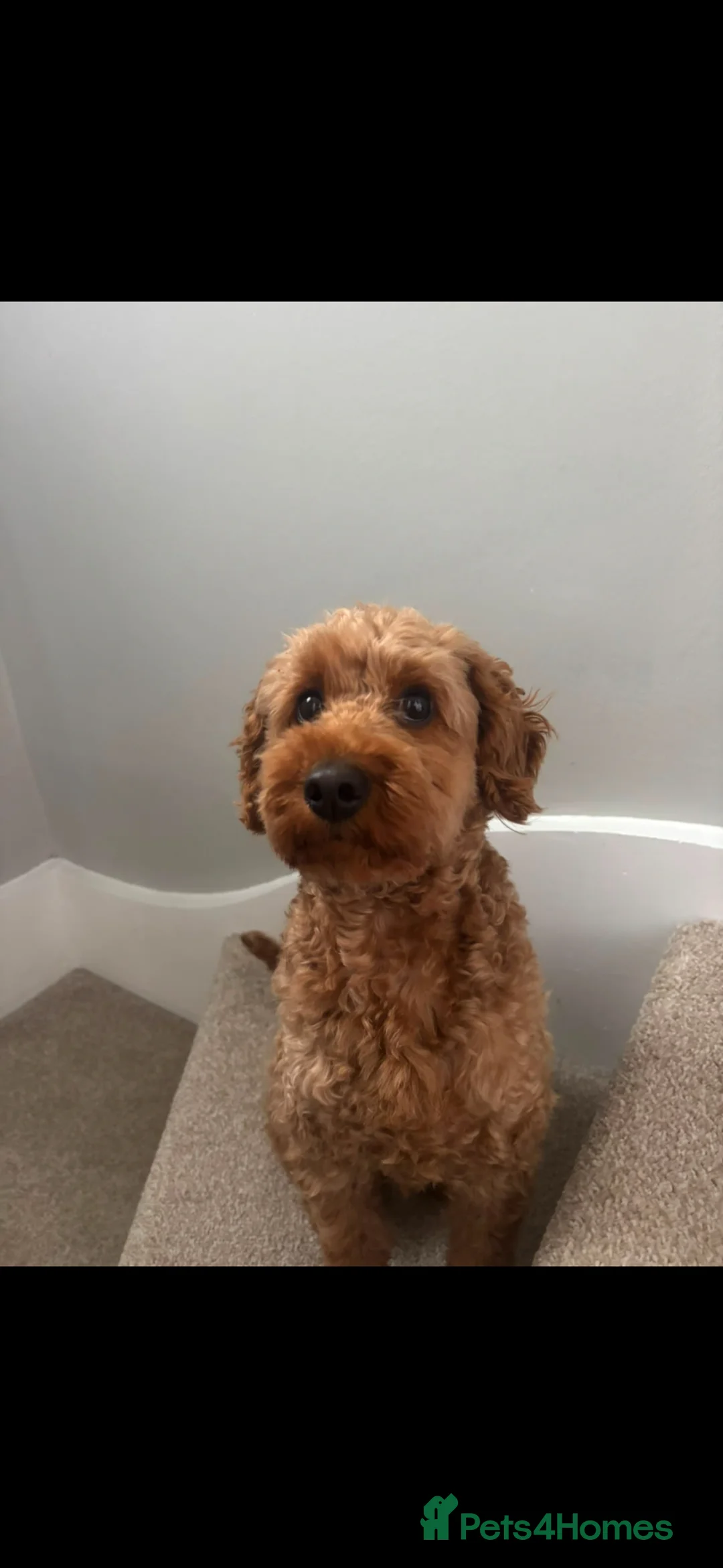 Cockapoo dogs for stud: Beautiful Cockapoo for stud in Southampton - Advert 1