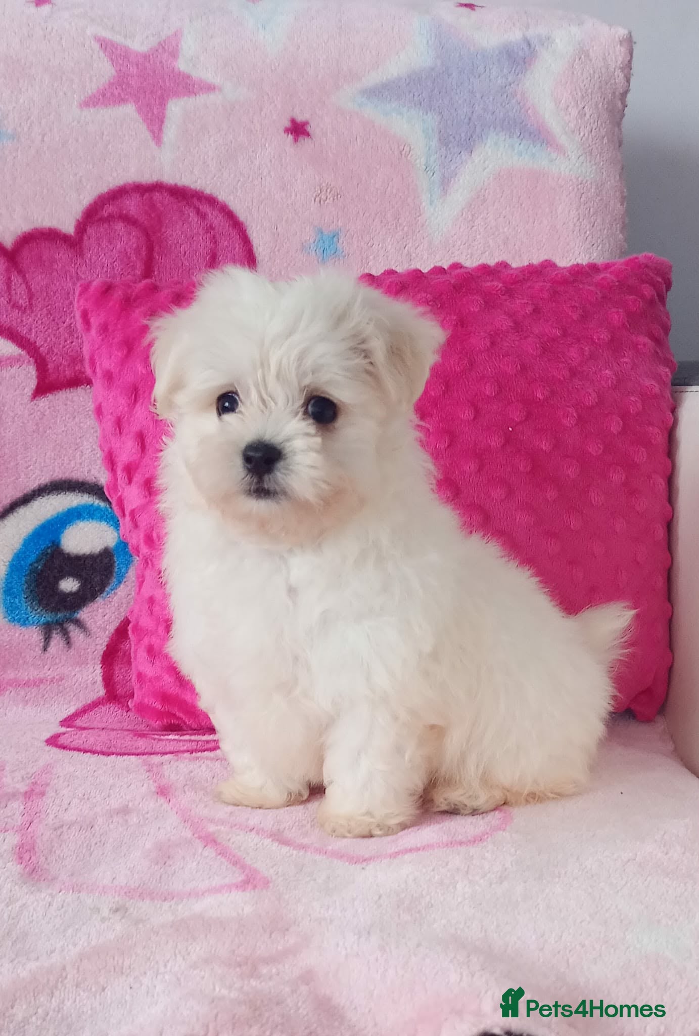 Maltese dogs Maltese Puppies  - Advert 3