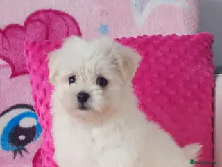 Maltese dogs Maltese Puppies - Advert 3