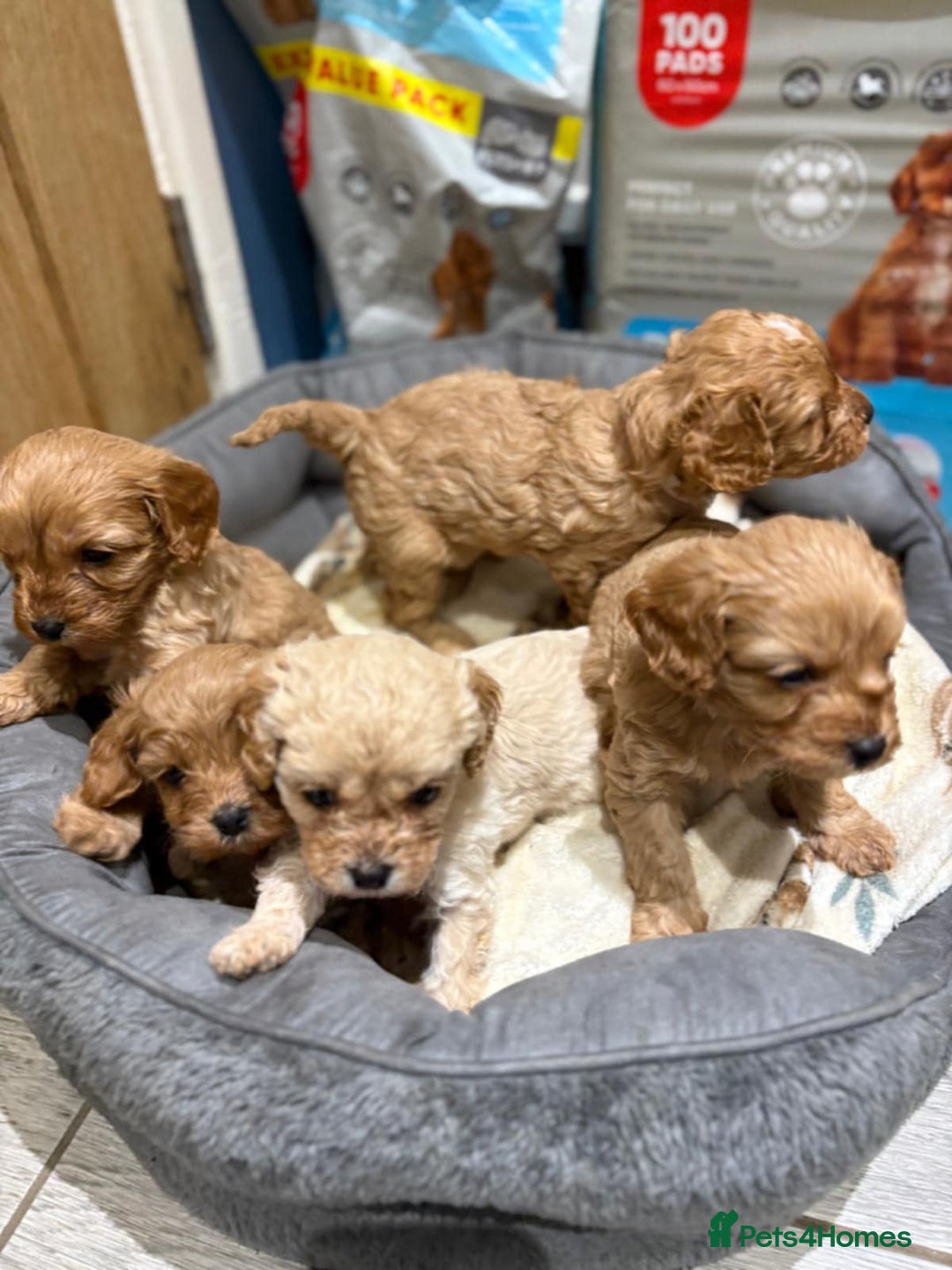 Cavapoo dogs for sale: Beautiful Cavapoo F1BB - Advert 8