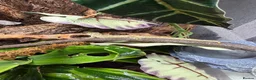 Gecko reptiles for sale: Bonded pair of chameleon geckos  in Coventry - Advert 4