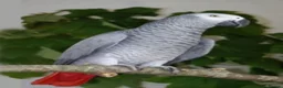 Parrots birds for sale: African grey parrot really friendly  in Clydebank - Advert 1