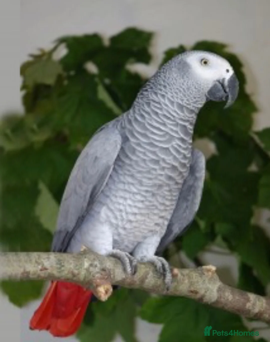 Parrots birds for sale: African grey parrot really friendly  in Clydebank - Advert 1