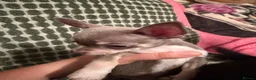Chorkie dogs for sale: Chihuahua x yorkie - Advert 8