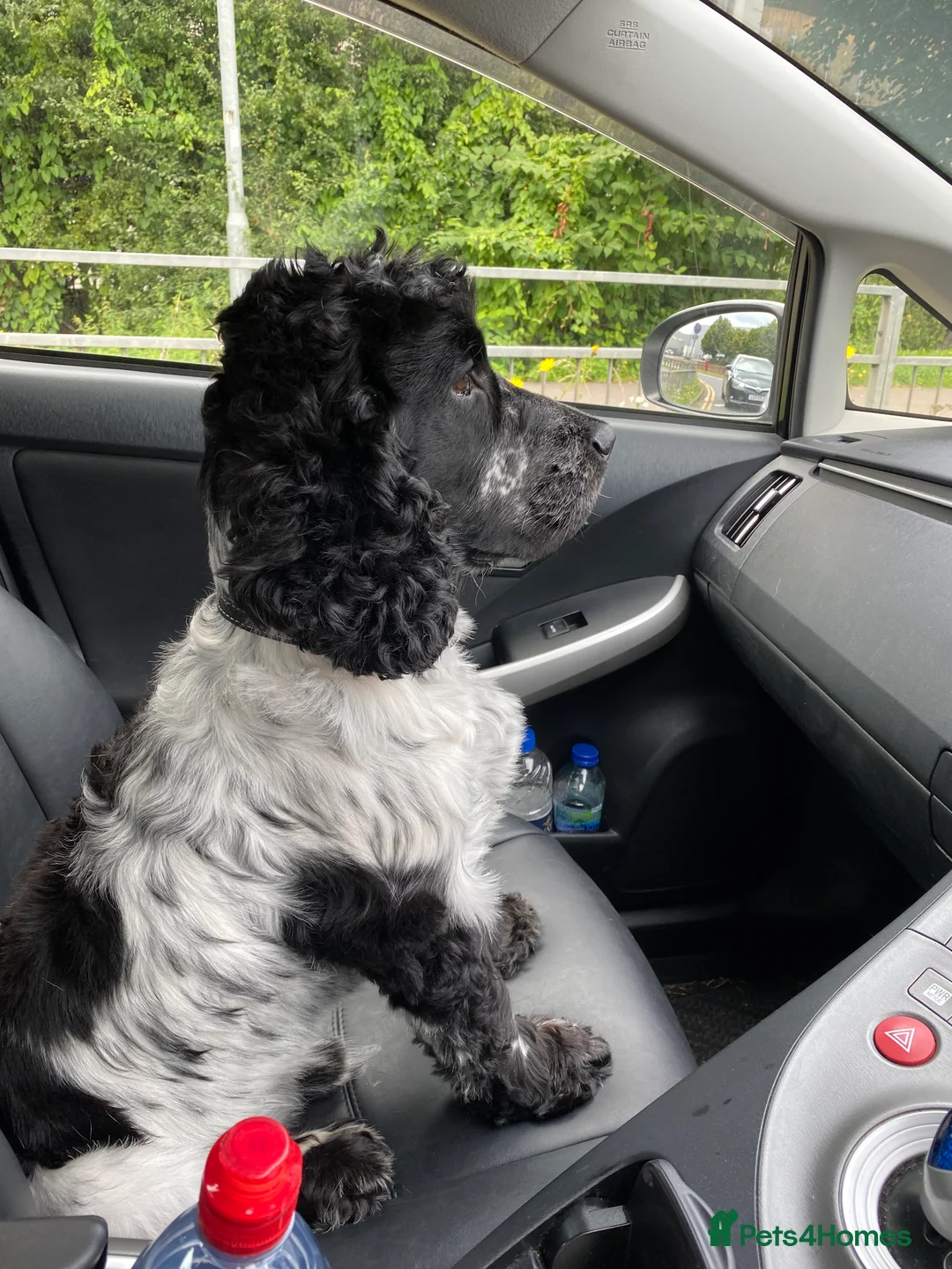 Cocker Spaniel dogs for stud: English cocker spaniel blue roan with pedigree and in Borehamwood - Advert 3