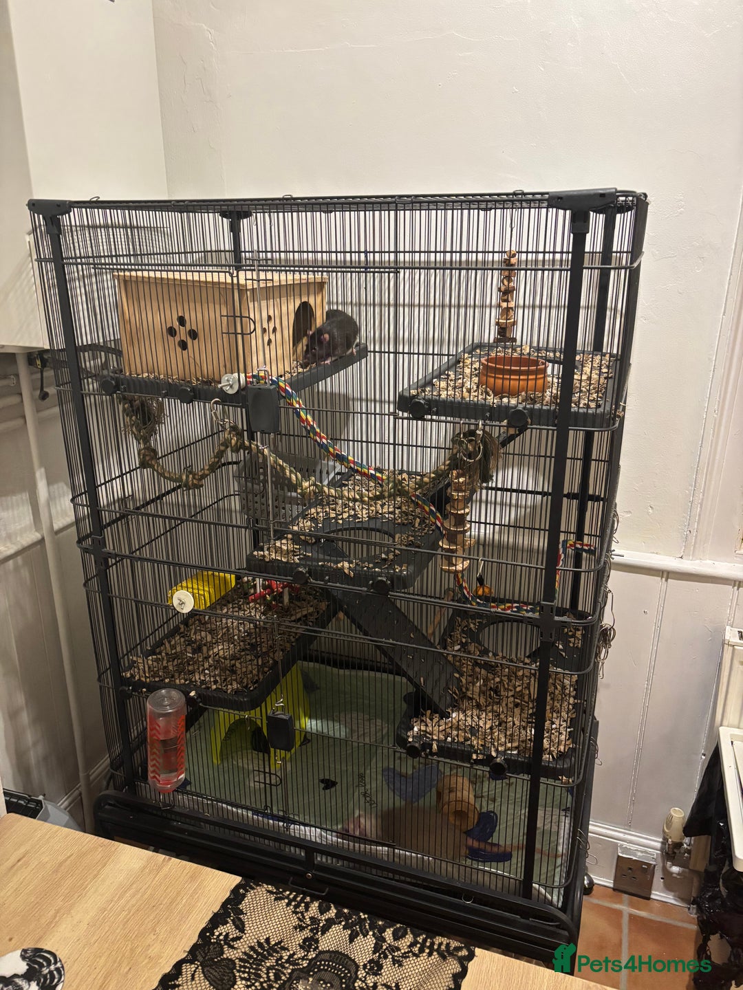Rat rodents for sale: Two male Fancy Rats in need of rehoming - Image 9