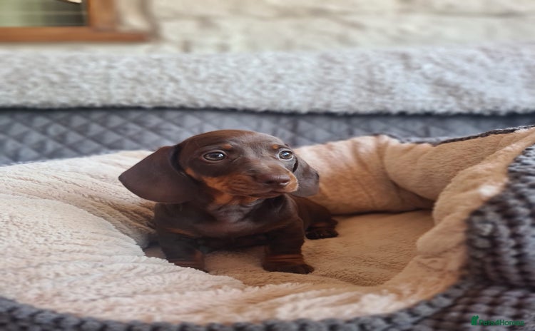 Miniature Dachshund dogs - Advert 7