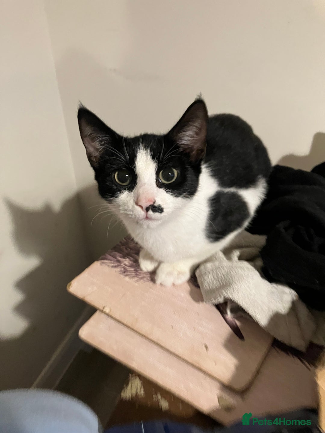 Mixed Breed cats for sale: Female needing new home  - Advert 3