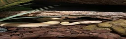 Boa Snake reptiles for sale: Female Boa Constrictor  in Walsall - Advert 1
