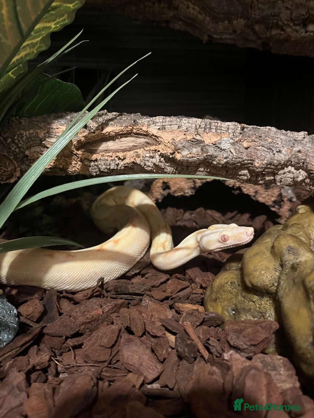 Boa Snake reptiles for sale: Female Boa Constrictor  in Walsall - Advert 1
