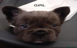 French Bulldog dogs for sale: French bulldog for sale  - Image 8