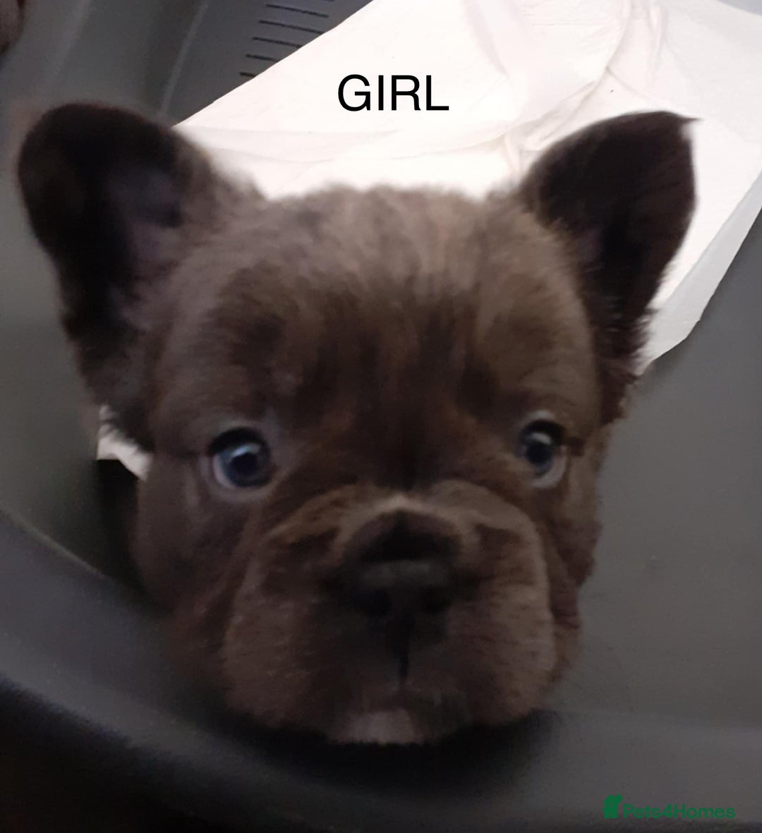 French Bulldog dogs for sale: French bulldog for sale  - Image 8