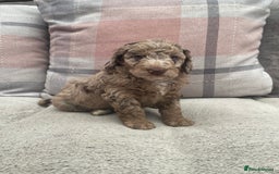 Cockapoo dogs for sale: f1b toy  stunning cockerpoos  - Image 15