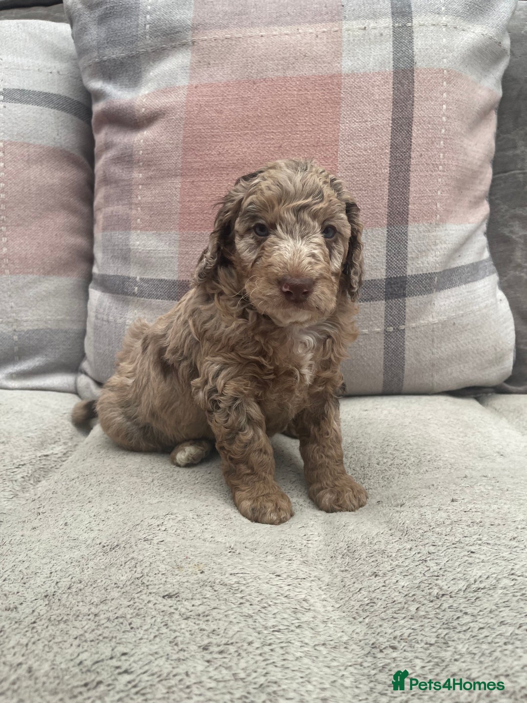 Cockapoo dogs for sale: f1b toy  stunning cockerpoos  - Image 15