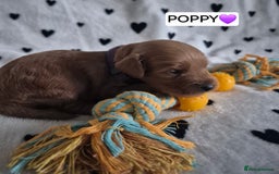 Cavapoo dogs for sale: 🧡 HEALTH TESTED F1B CAVAPOO  PUPPIES🧡 - Image 8