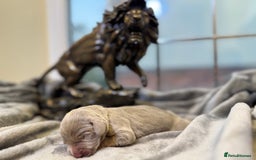 Weimaraner dogs for sale: 🐾Adorable KC Registered Weimaraner Puppies🐾 - Image 34
