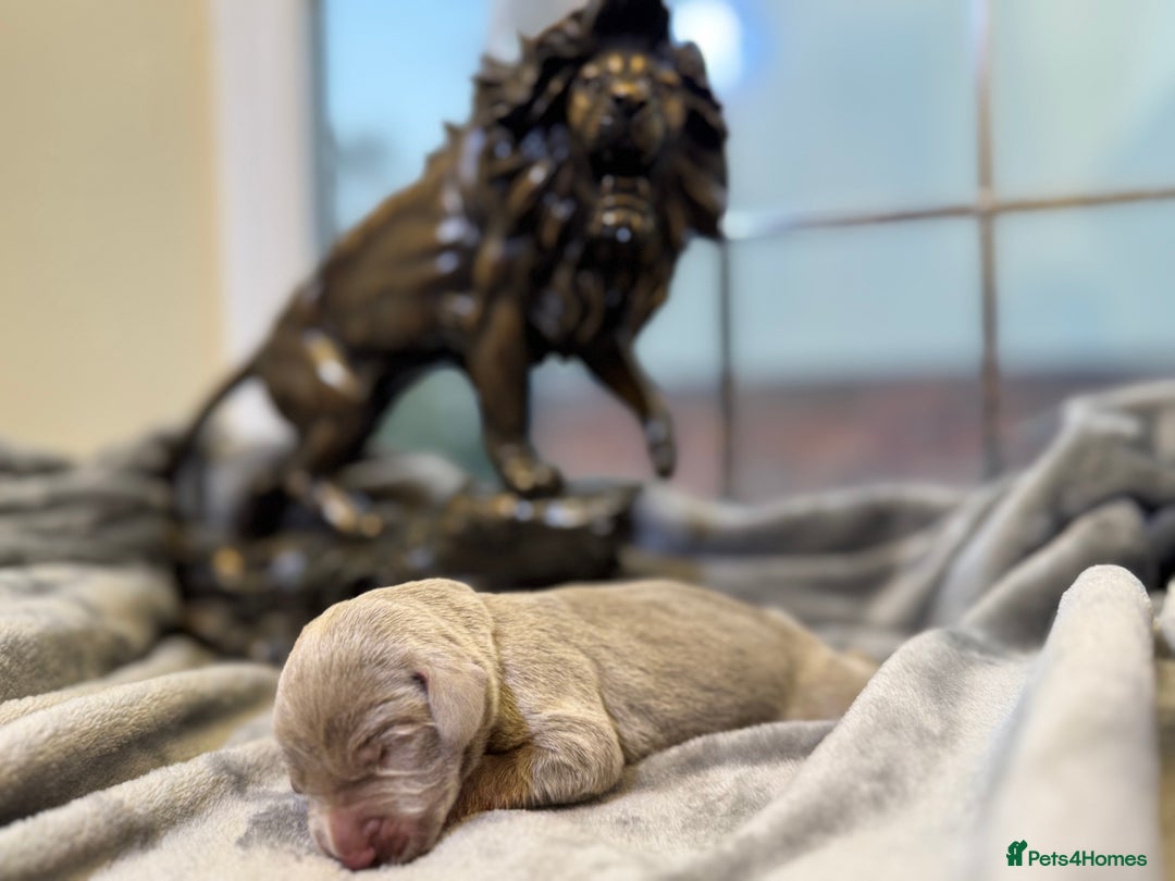 Weimaraner dogs for sale: 🐾Adorable KC Registered Weimaraner Puppies🐾 - Image 34