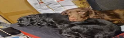 Cocker Spaniel dogs for sale: Cocker spaniel puppies  - Advert 31