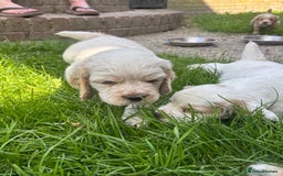 Mixed Breed dogs for sale: Clumber x Cocker Puppies  in Warminster - Image 9