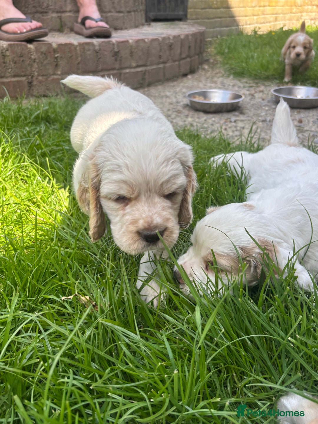 Mixed Breed dogs for sale: Clumber x Cocker Puppies  in Warminster - Image 9