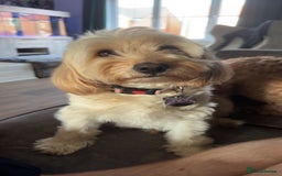 Maltipoo dogs for sale: Maltipoo puppies - Image 7