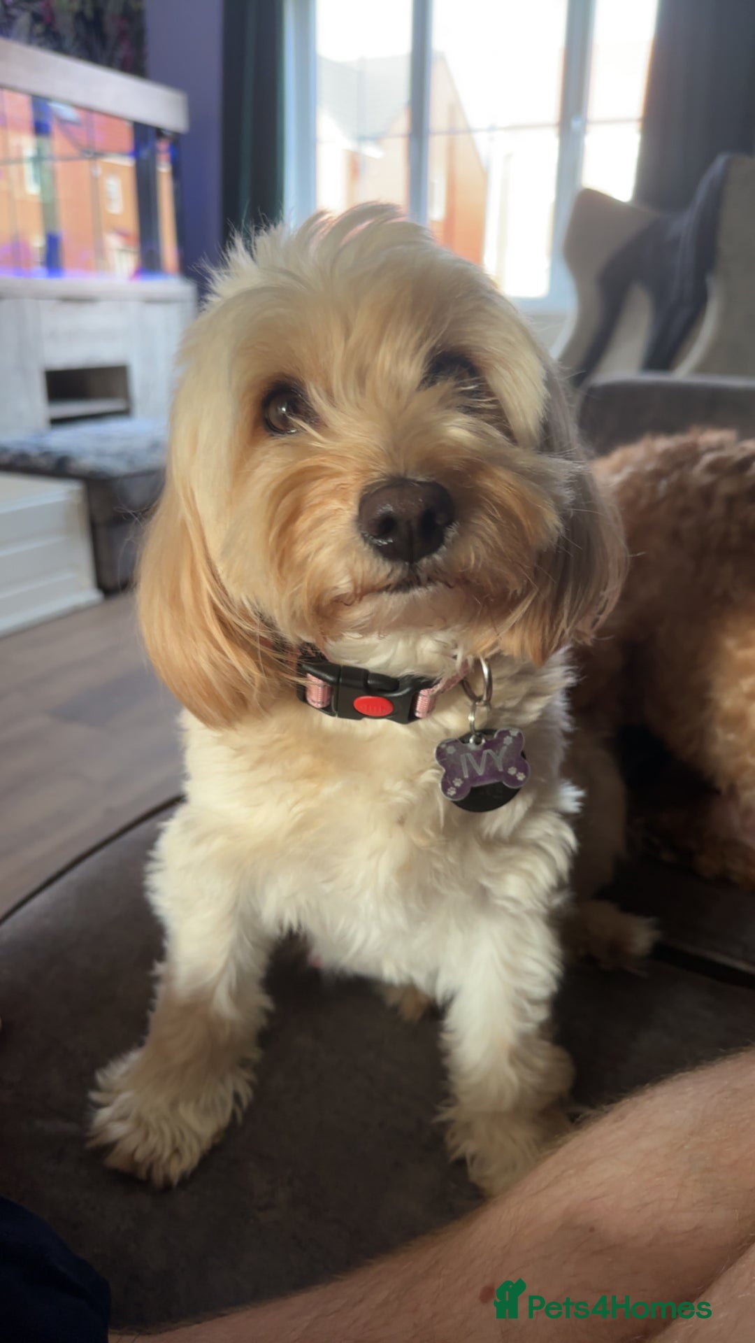 Maltipoo dogs for sale: Maltipoo puppies - Image 7