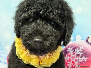 Bernedoodle dogs Fully vaccinated Miniature Bernedoodles - Advert 2