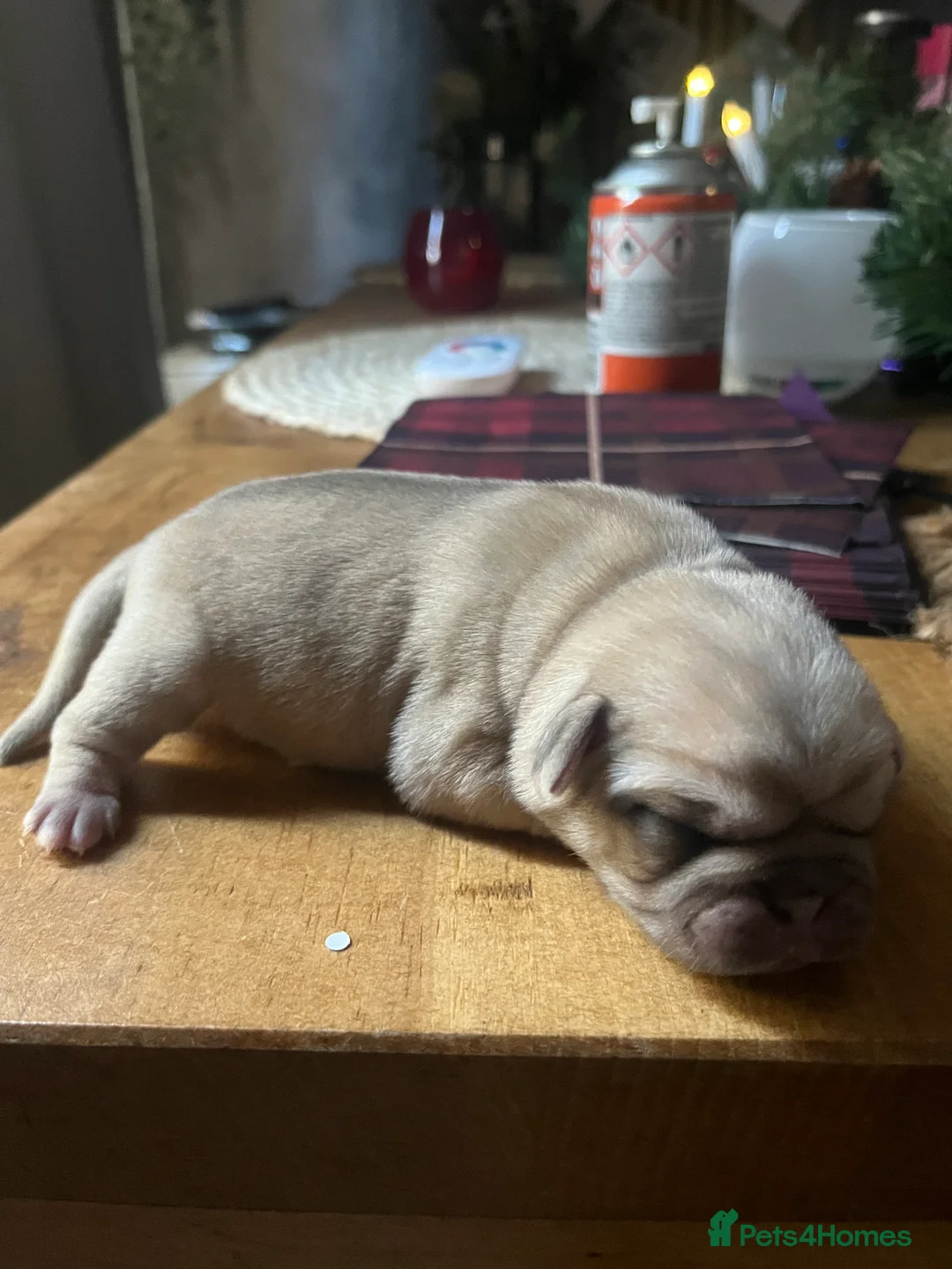 Pug dogs for sale: Top quality Pedigree pugs kc registered leeds - Advert 12