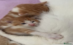 Turkish Angora cats for sale: Ginger white Turkish angora kittens 🥰 - Image 4