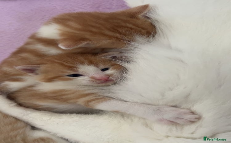 Turkish Angora cats - Advert 16