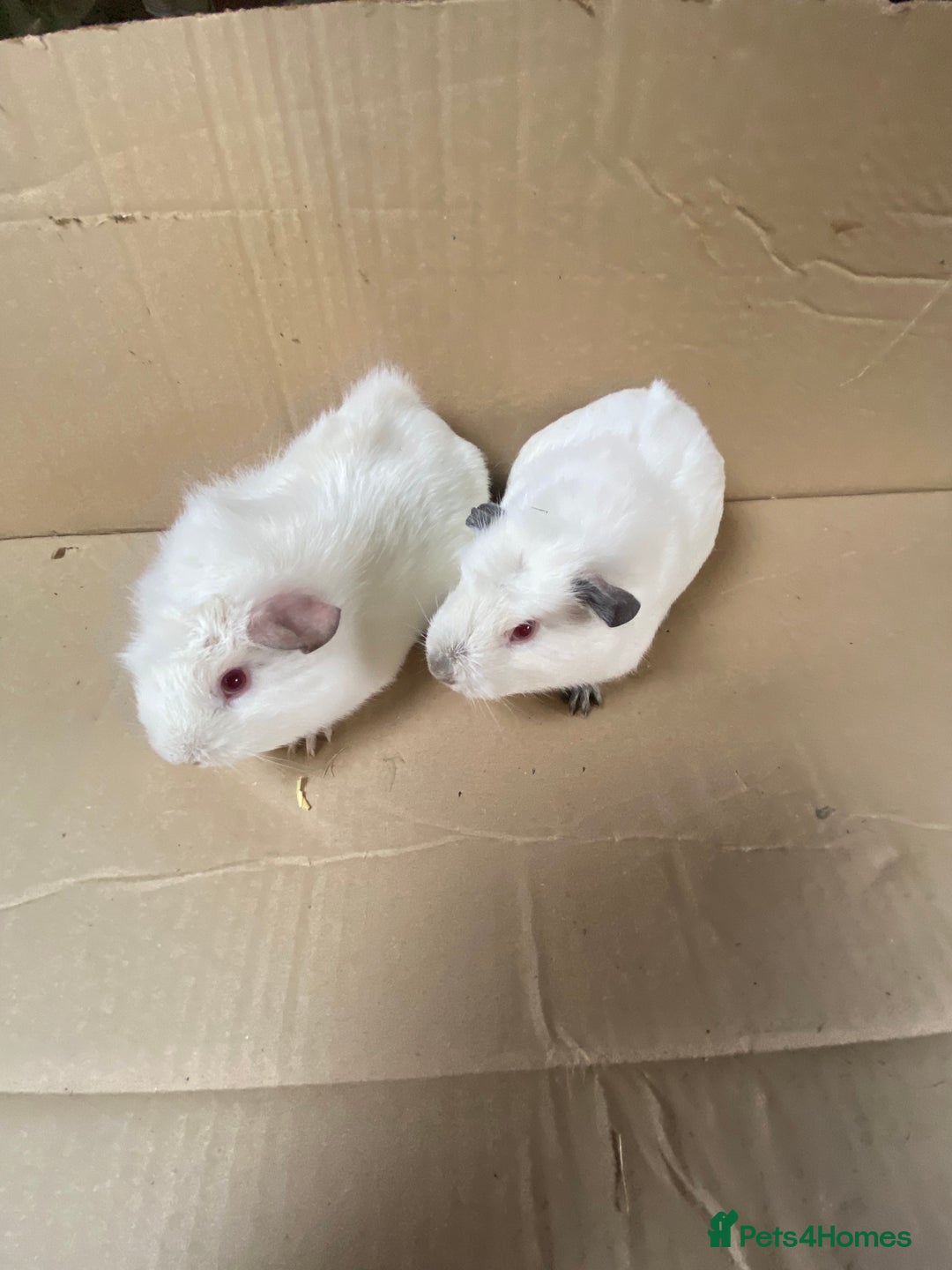 Guinea Pig rodents for sale: Baby Female Guinea Pigs  - Image 6