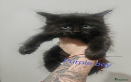 Mixed Breed cats for sale: Beautyfull fluffy kittens ragcoon - tuxedo cross  - Image 5