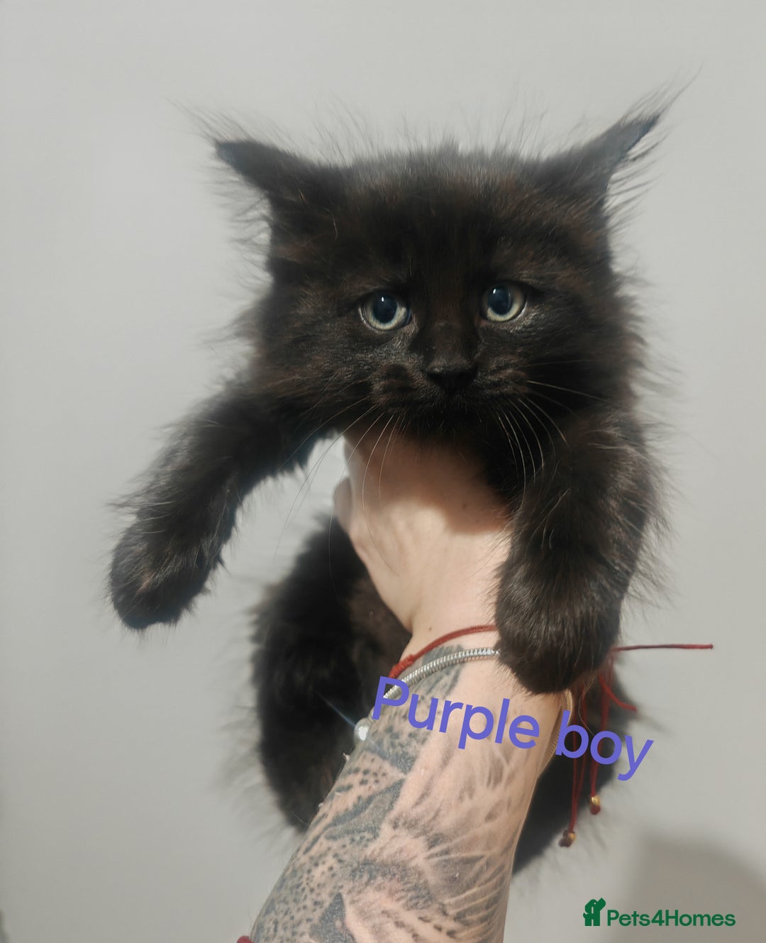 Mixed Breed cats for sale: Beautyfull fluffy kittens ragcoon - tuxedo cross  - Image 5