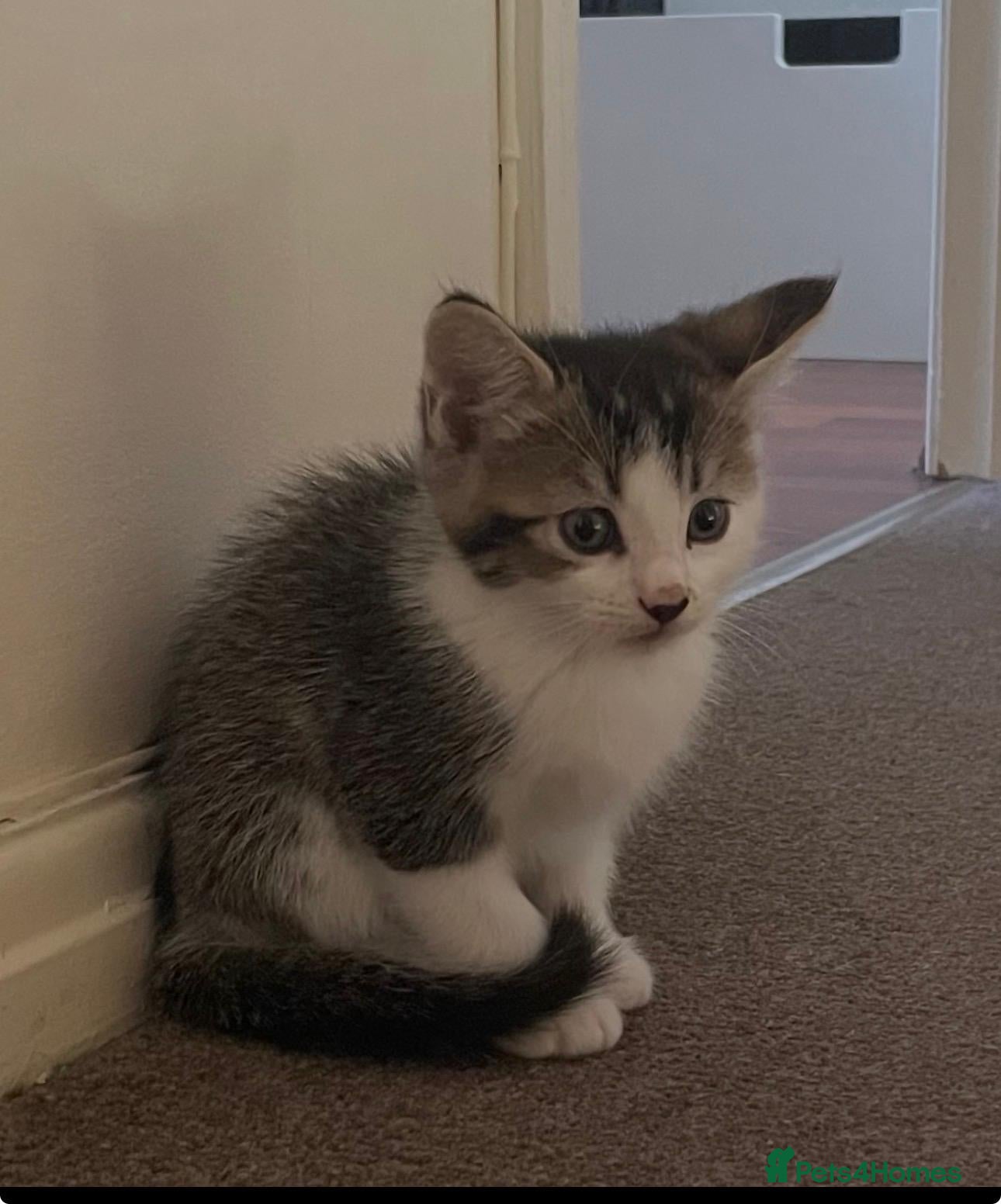 Ragdoll cats Ready now kitten- Ragdoll/British shorthair  - Advert 2