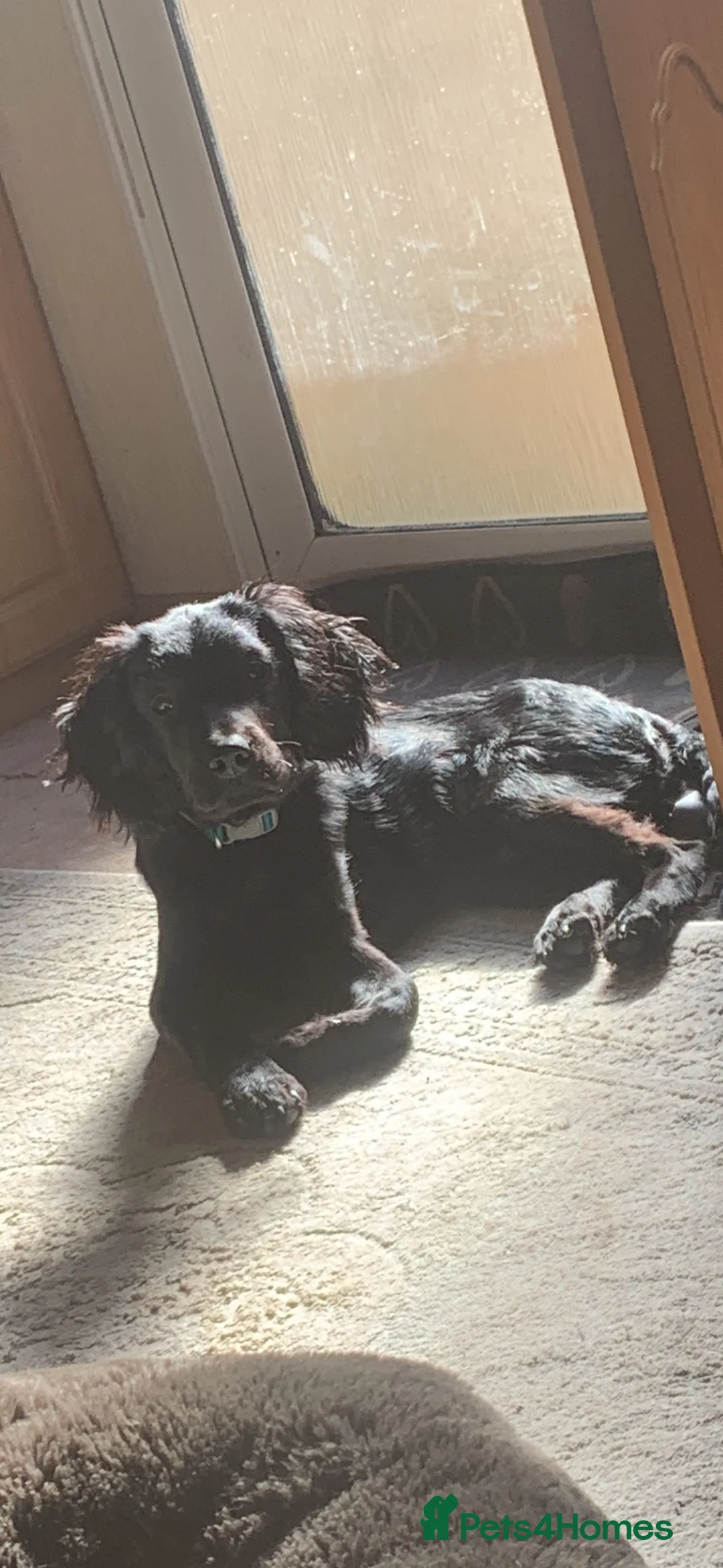 Mixed Breed dogs for sale: 9 Month Old Springador. Looking for a new home - Advert 1