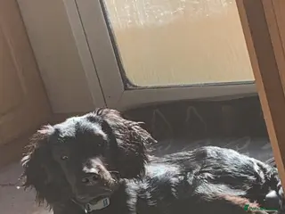 Mixed Breed dogs 9 Month Old Springador. Looking for a new home - Advert 2