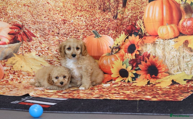 Cavapoo dogs - Advert 1